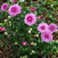 Chrysanthemum morifolium Grandchild